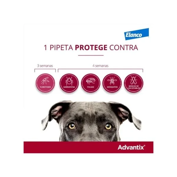 ADVANTIX SOLUCION SPOT-ON PARA PERROS DE MAS DE 4 HASTA 10 kg