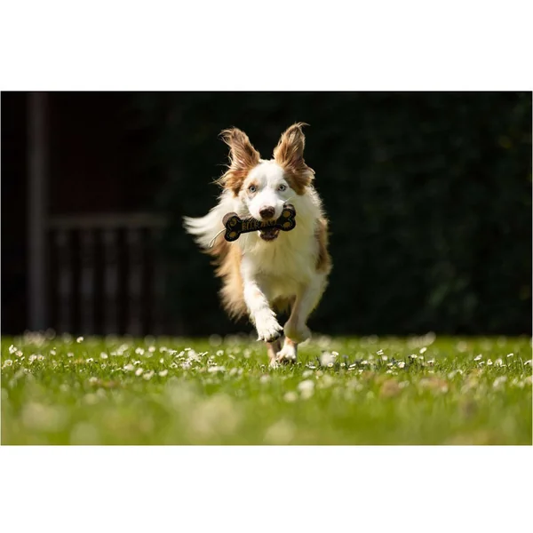 BR Juguete para Perro Bone