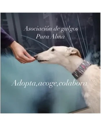 Donación Asociación de Galgos Pura Alma (Cataluña)