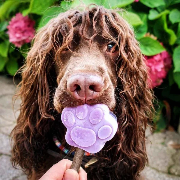 Pack para Hacer Heladitos Perro Grande