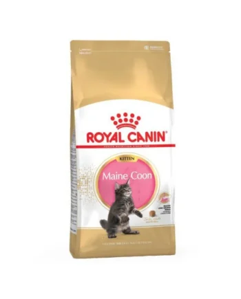 Royal Canin Gato Kitten Maine Coon