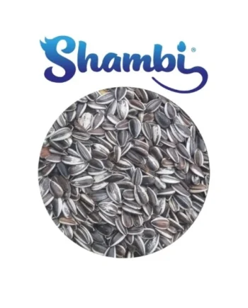 SHAMBI - Pipa Iregui