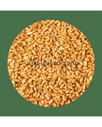 Trigo 10 kg